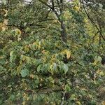 Pterostyrax corymbosus Habitus