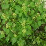 Ocimum campechianum ഇല