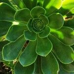 Aeonium balsamiferum 叶