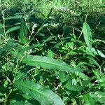 Persicaria hydropiper Leaf