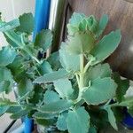 Kalanchoe laxifloraFlower