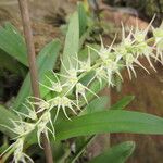 Bulbophyllum schimperianum Flor