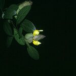 Gmelina philippensis Virág