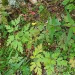 Erodium cheilanthifolium Листок