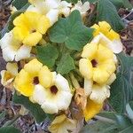 Uncarina peltata Flower