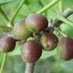 Bursera simaruba ഫലം