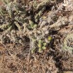 Cylindropuntia whipplei Hábito