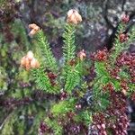 Erica vagans Lehti