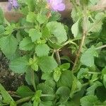 Sutera cordata Hoja