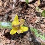 Erythronium americanum Virág
