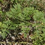 Cnidium silaifolium Leaf