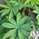 Lupinus albus Hoja