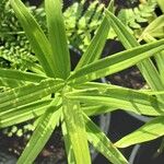 Polygonatum verticillatum 葉