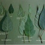 Acer caudatifolium Leaf