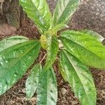 Urera baccifera Hoja