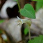 Orobanche uniflora Kukka