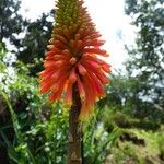 Kniphofia linearifolia Flor