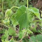 Abutilon grandiflorum Folla