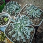 Echeveria runyoniiFeuille