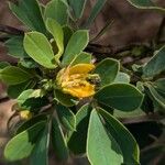 Senna obtusifoliaFlower