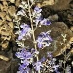 Vitex negundo Virág