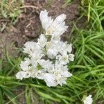 Allium massaessylum Fula