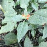 Physalis alkekengi Leaf