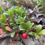 Arctostaphylos uva-ursiᱡᱚ