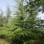 Cedrus atlantica Plante entière