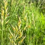 Bromus erectus Flor