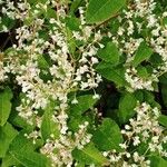 Fallopia aubertiiFlower