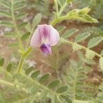 Cicer arietinum Flower