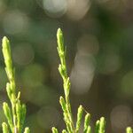 Erica arborescens Leaf