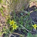 Romulea flava Flor
