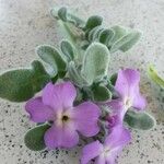 Matthiola tricuspidata Flower