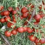 Juniperus phoenicea Fruit