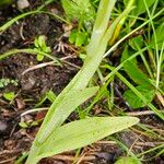 Himantoglossum adriaticum Leaf