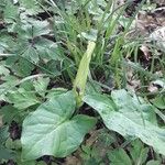 Arum italicumLorea