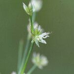 Juncus acutiflorus 花