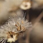 Gymnanthemum amygdalinum Frucht