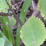 Plectranthus fruticosus പുറംതൊലി