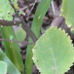 Plectranthus fruticosus 樹皮