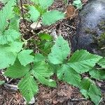 Rubus silvaticus Лист