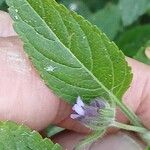 Marsypianthes chamaedrys Flor