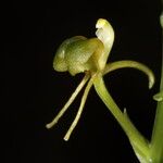 Liparis stenophylla