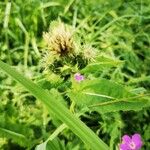 Cirsium oleraceum Habitus