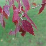 Zelkova serrata Folha