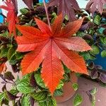 Ricinus communisBlad