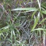 Asparagus falcatus List