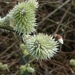 Salix atrocinerea 花